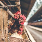 انواع روش‌های پرورش مرغ گوشتی صنعتی